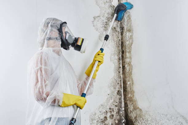 Best Local Mold Removal Service  in Hydesville, CA