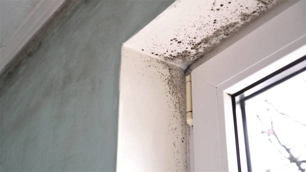 Best Mold Remediation Experts  in Hydesville, CA