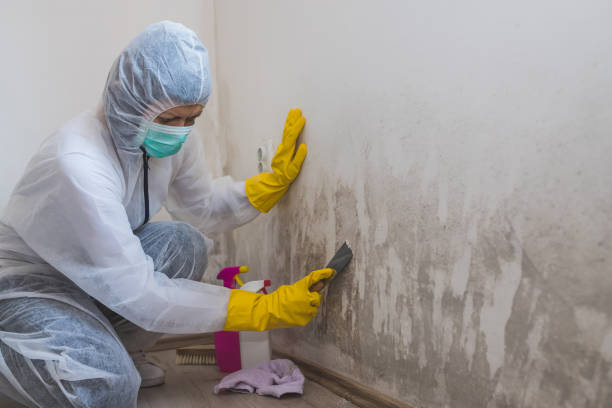 Best Residential Mold Removal  in Hydesville, CA