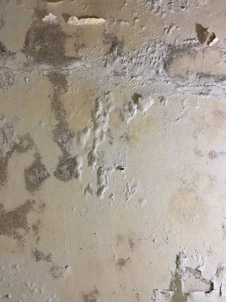 Best Mold Testing  in Hydesville, CA
