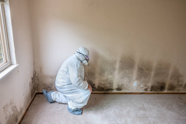 Best Local Mold Removal Service  in Hydesville, CA