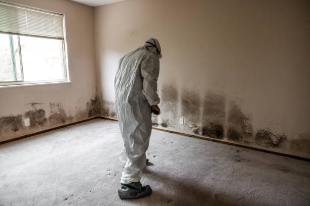 Best Mold Damage Repair  in Hydesville, CA