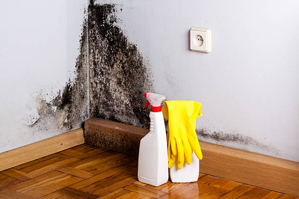 Home Mold Removal in Hydesville, CA