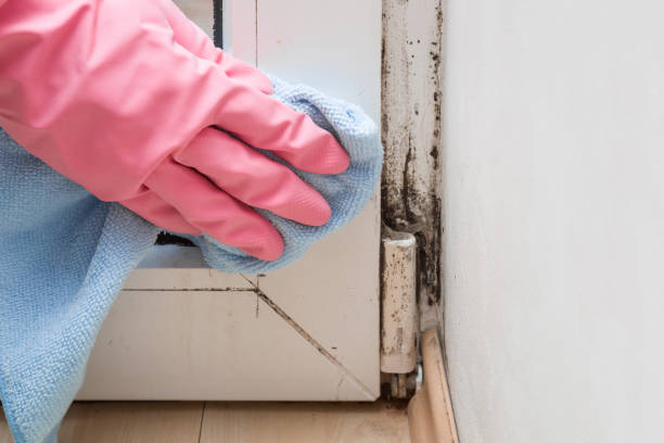 Trusted Hydesville, CA Mold Removal Experts