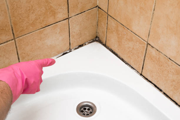 Best Home Mold Removal  in Hydesville, CA